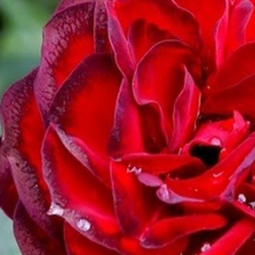 Rosa A pesti srácok emléke - bez vône - Stromkové ruže,  kvety kvitnú v skupinkách - červená - Márk Gergelystromková ruža s kríkovitou tvarou koruny - -